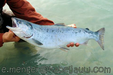 Rode zalm